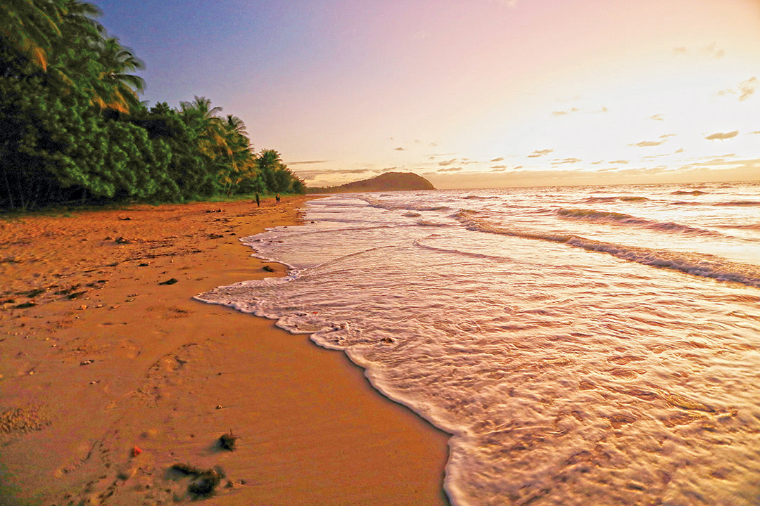 A guide to exploring the Daintree Rainforest, Qld - Caravan World Australia