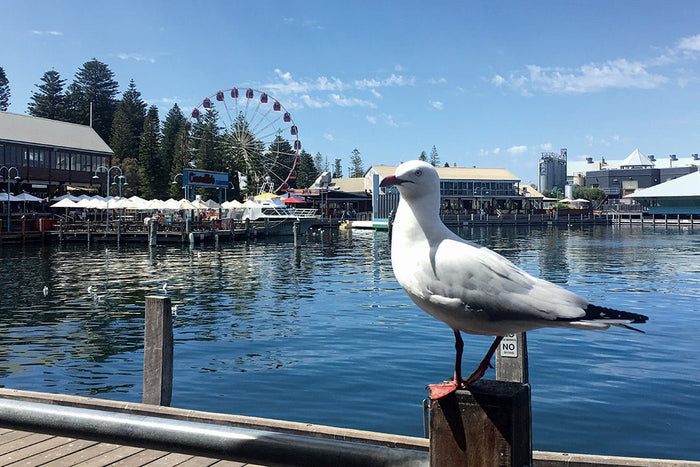 A guide to the eclectic attractions of Fremantle, WA - Caravan World Australia