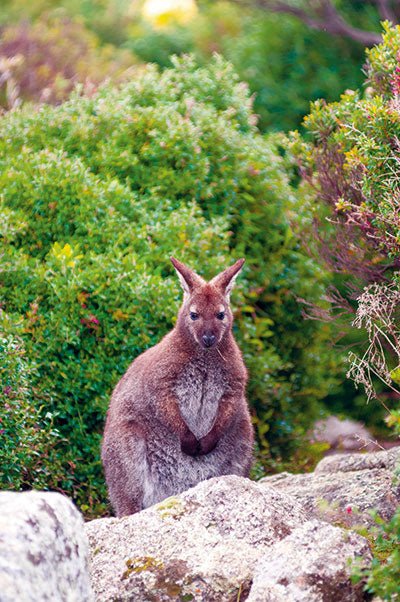 Animal cohabitation while camping - Caravan World Australia