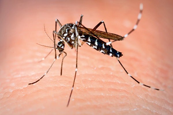 Avoiding mozzies - Caravan World Australia