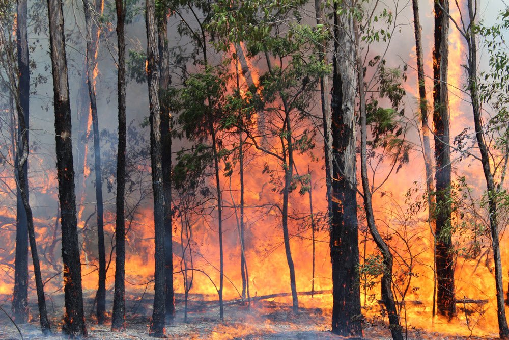 Bushfire ready - Caravan World Australia