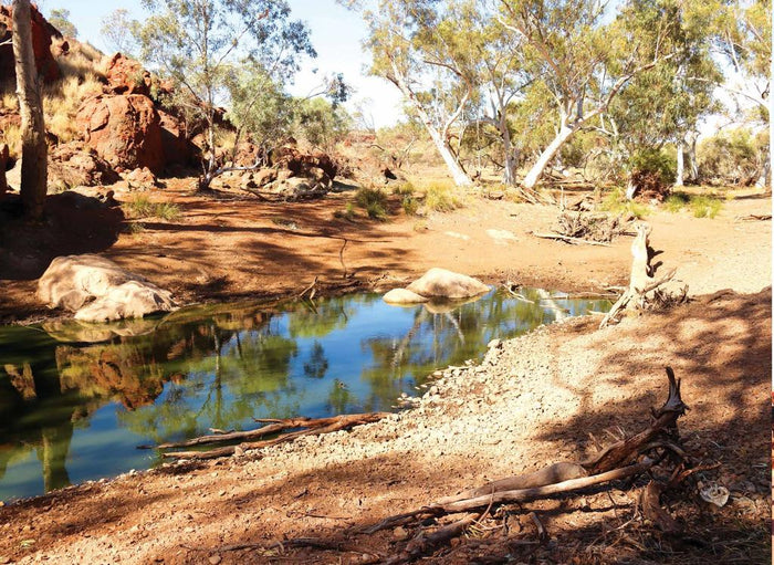 Cheeky Cheela - Caravan World Australia