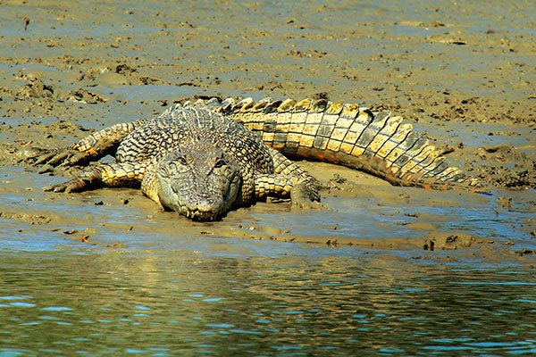 Crocodile safety - Caravan World Australia