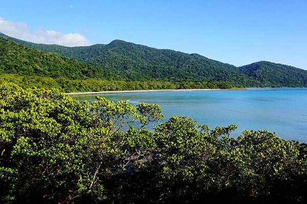 Daintree Rainforest QLD - Caravan World Australia