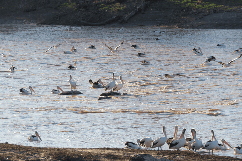 Darling River Run: The Ultimate Outback NSW 4WD Adventure - Caravan World