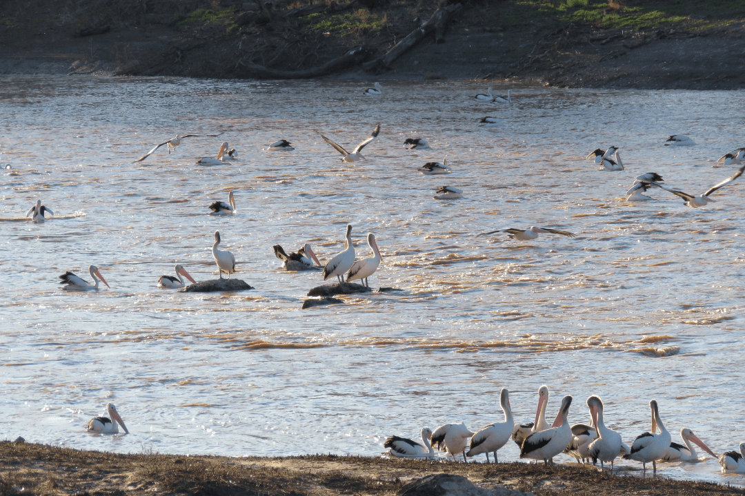 Darling River Run: The Ultimate Outback NSW 4WD Adventure - Caravan World