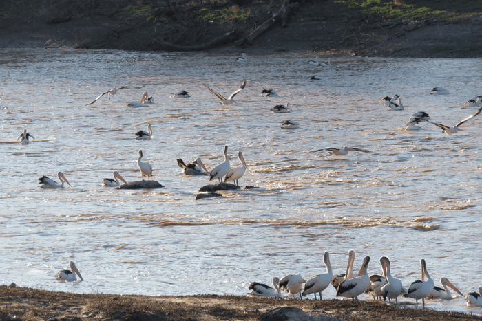 Darling River Run: The Ultimate Outback NSW 4WD Adventure - Caravan World