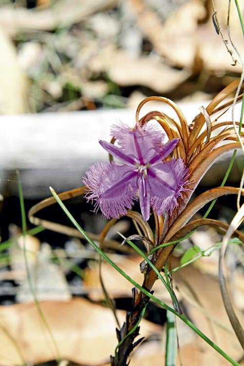 DESTINATION: COOLENDEL - Caravan World Australia