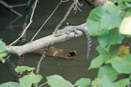 DESTINATION: DAINTREE - Caravan World Australia