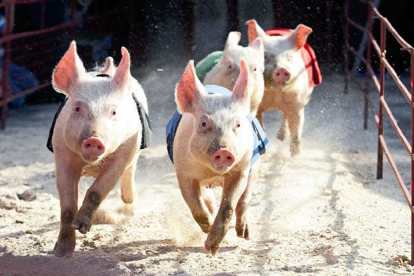 Events for July 2017: Queensland - Caravan World Australia