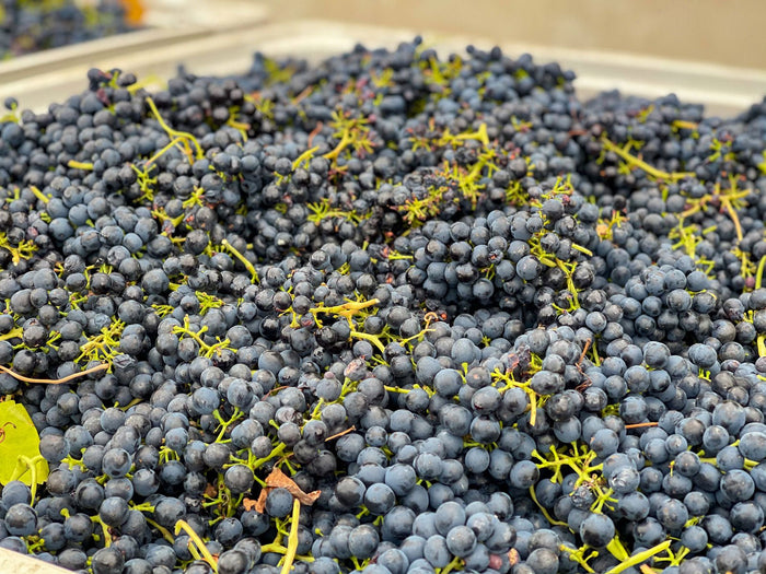 Explaining Environmentally Friendly Wine Terms - Caravan World Australia