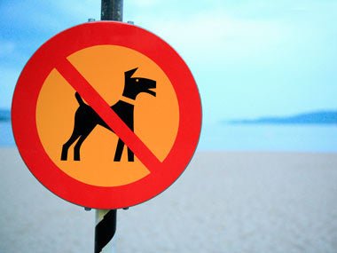 From the Road: Is It Cruel to Travel with Animals? - Caravan World Australia