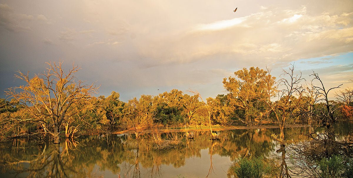 Gems of Far North NSW: Exploring iconic outback destinations - Caravan World Australia