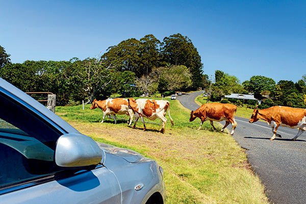 Giving way to cattle: Your legal obligations - Caravan World Australia