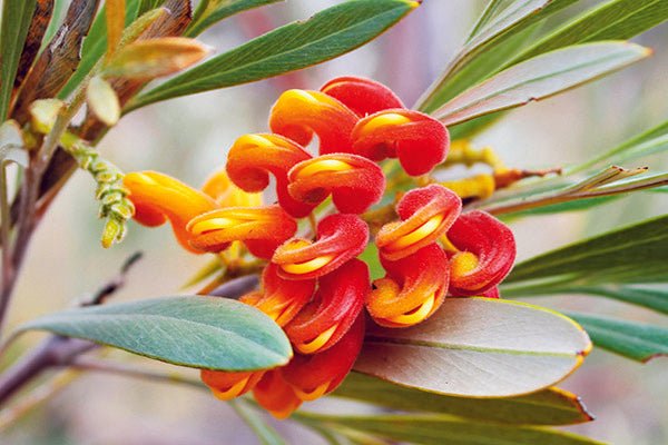 KEEP RIVER NATIONAL PARK, NT - Caravan World Australia