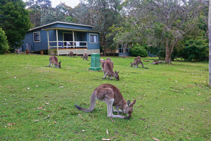 Murramarang National Park, New South Wales - Caravan World Australia