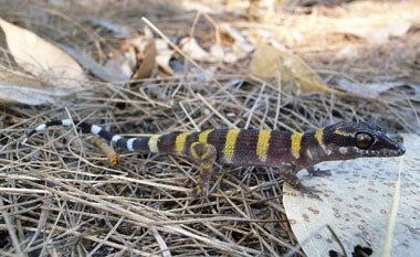 NEWS: POPULATIONS DISCOVERED ON THE KIMBERLY ISLANDS - Caravan World Australia