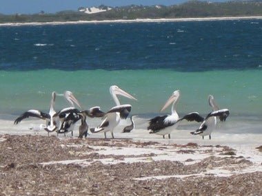 NEWS: WILDLIFE ENCOUNTERS - Caravan World Australia