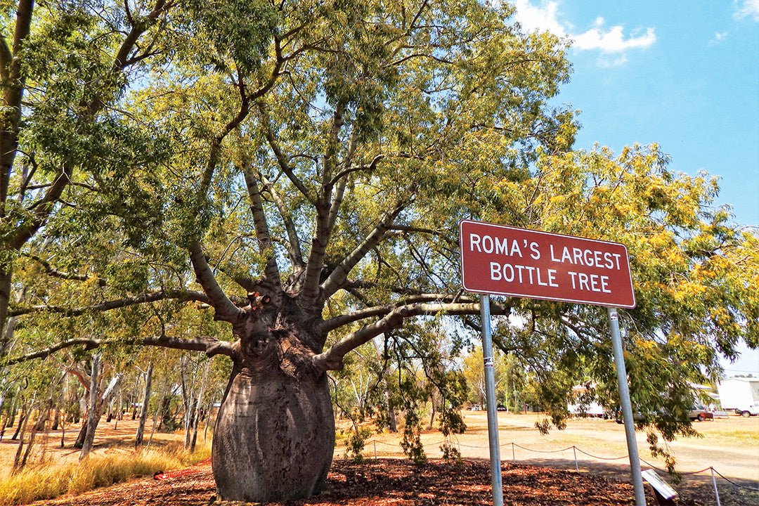 Roma, Queensland: The 'Capital of the Western Downs' - Caravan World Australia