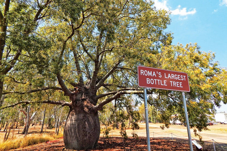 Roma, Queensland: The 'Capital of the Western Downs' – Caravan World ...