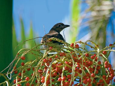 RV TRAVEL: COOKTOWN, QLD - Caravan World Australia