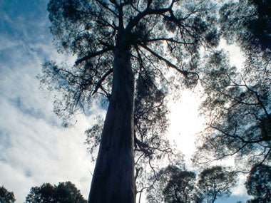 TRAVEL: CUMBERLAND RIVER HOLIDAY PARK, LORNE, VIC - Caravan World Australia