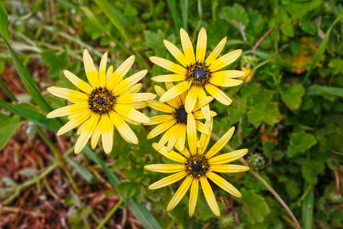 Wildflower country - Caravan World Australia