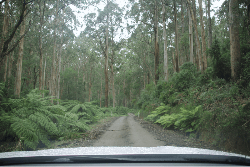 Yarra State Forest Camping: A Weekend Adventure in Victoria - Caravan World