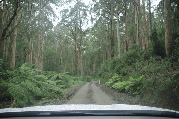 Yarra State Forest Camping: A Weekend Adventure in Victoria - Caravan World