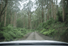 Yarra State Forest Camping: A Weekend Adventure in Victoria - Caravan World
